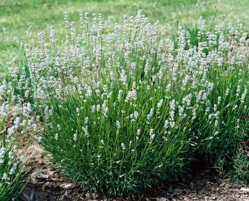 Lavandula angustifolia 'Edelweiss'