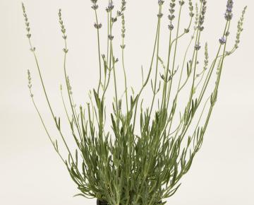 Lavandula intermedia (x) 'Grosso'