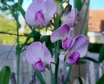 Lathyrus latifolius 'Pink Pearl'