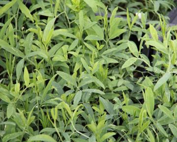 Lathyrus latifolius 'Red Pearl'