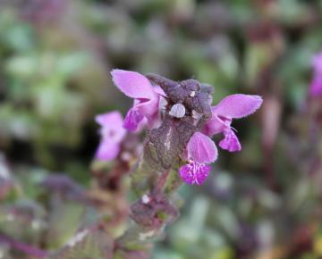 Lamium maculatum