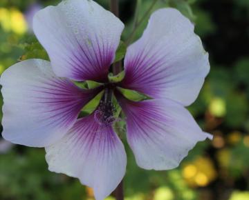 Lavatera maritima