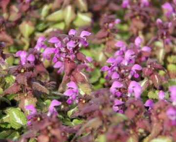 Lamium maculatum 'Chequers'