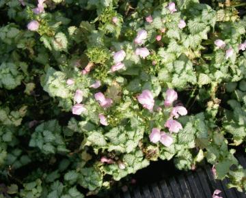 Lamium maculatum 'Pink Pewter'