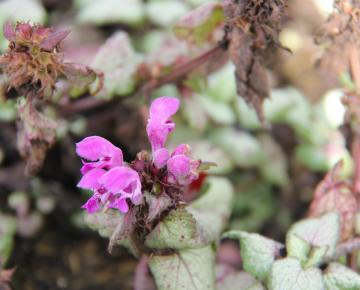 Lamium maculatum 'Red Nancy'