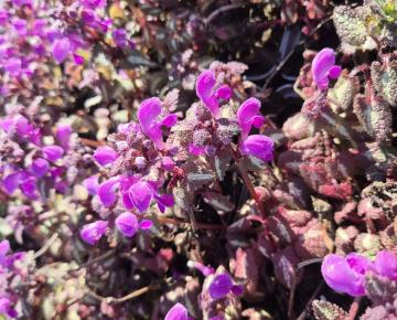Lamium maculatum 'Red Nancy'
