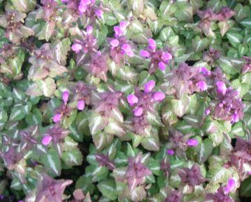 Lamium maculatum 'Roseum'