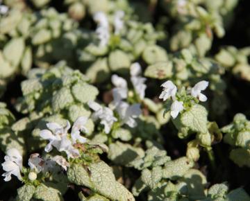 Lamium maculatum 'White Nancy'