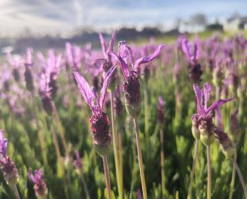 Lavandula stoechas 'Papillon'