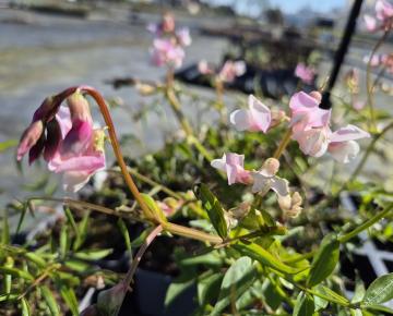 Lathyrus vernus 'Rosea'