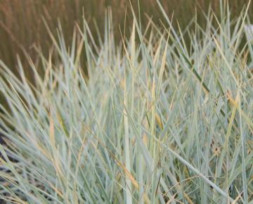 Leymus arenarius 'Blue Dune'