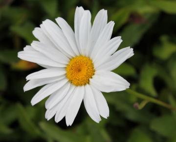 Leucanthemum  'Alaska'