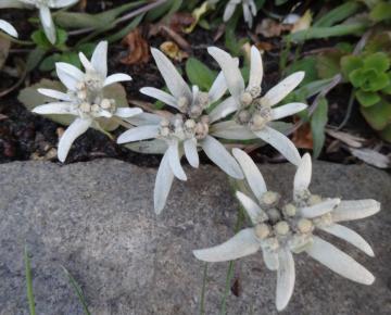 Leontopodium alpinum