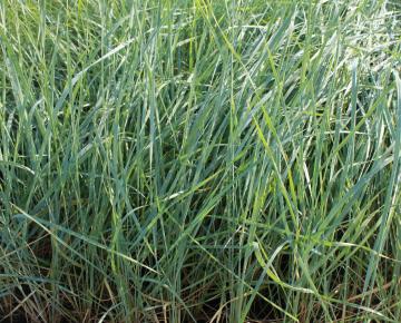 Leymus arenarius