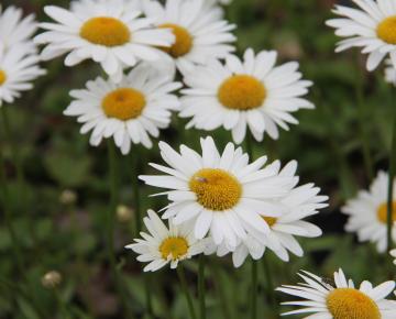 Leucanthemum  'Becky'