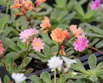 Lewisia cotyledon