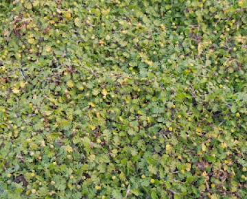 Leptinella dioica 'Minima'