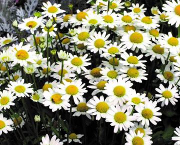 Leucanthemum  'Etoile d'Anvers'