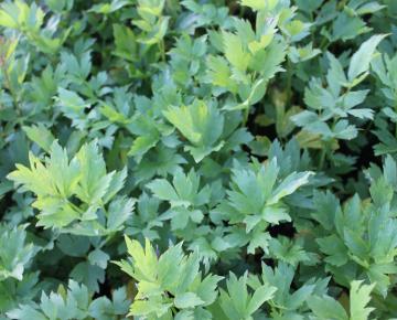 Levisticum officinale