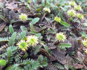 Leptinella potentillina