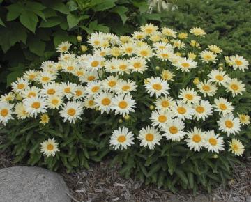 Leucanthemum superbum (x) 'Banana Cream'