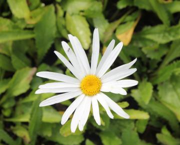 Leucanthemum  'Silberprinzesschen'