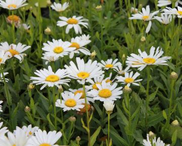 Leucanthemum 'Snow Lady'