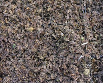 Leptinella squalida 'Platt's Black'