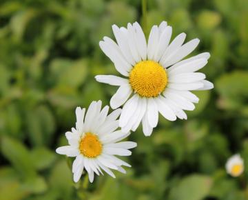 Leucanthemum vulgare 'Maikönigin'