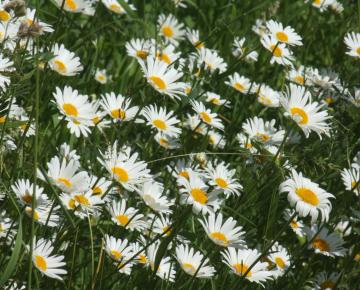Leucanthemum vulgare