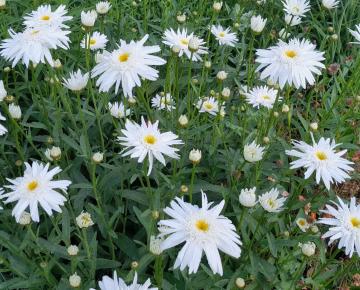 Leucanthemum  'Wirral Supreme'
