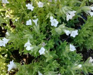 Lithodora diffusa 'Alba'