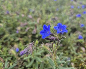 Lithodora diffusa 'Compact Blue'