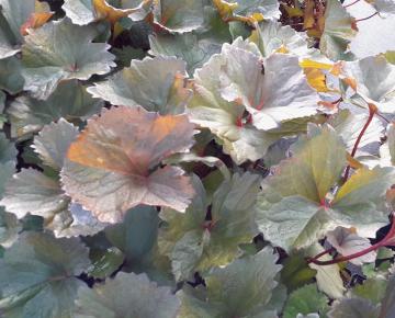 Ligularia dentata 'Desdemonna'