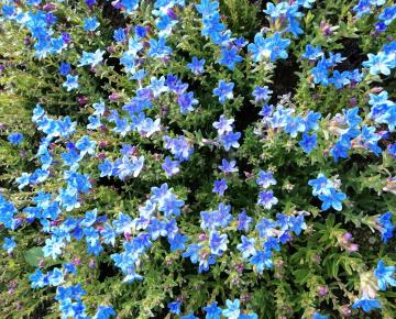 Lithodora diffusa 'Heavenly Blue'