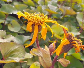 Ligularia dentata 'Othello'