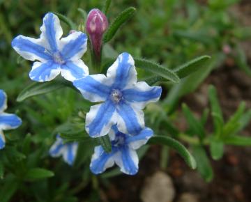 Lithodora diffusa 'Star'