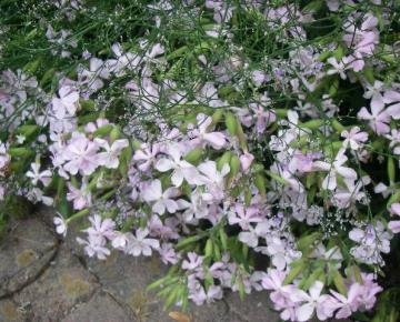Limonium latifolium