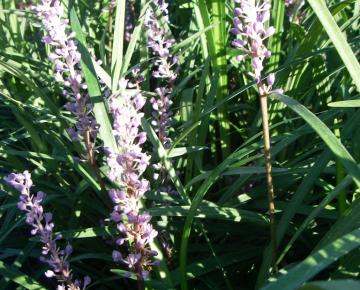 Liriope muscari 'Big Blue'