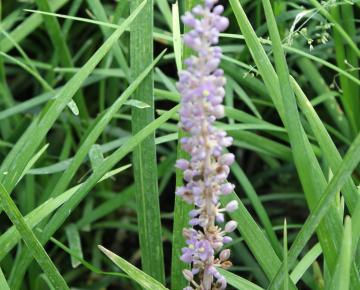 Liriope muscari 'Evergreen Giant'
