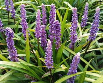 Liriope muscari 'Ingwersen'