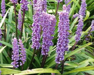 Liriope muscari 'Moneymaker'