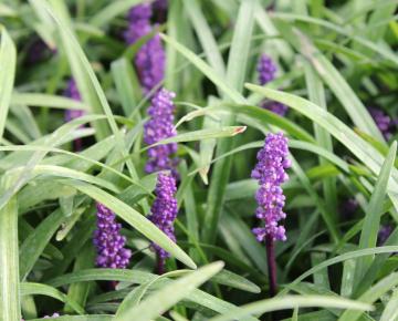 Liriope muscari 'Royal Purple'
