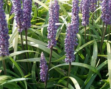Liriope muscari
