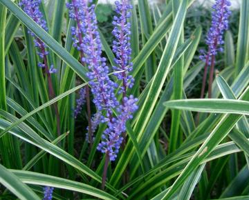 Liriope muscari 'Variegata'