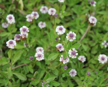 Lippia nodiflora (Phylla nodiflora)