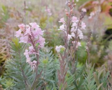 Linaria purpurea 'Canon J.Went'