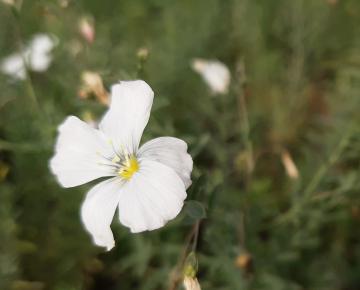 Linum perenne 'Diamant'
