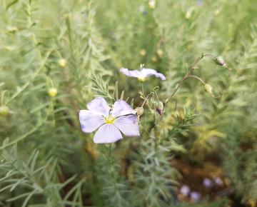 Linum perenne