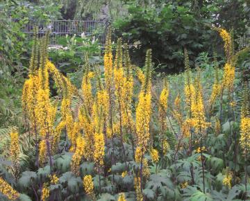 Ligularia przewalskii